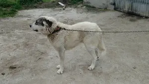 La 'animalada' por la que ha sido condenado un ganadero de la Ribera: su perro estaba a punto de morir