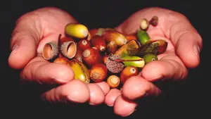Llaman a los pamploneses a reforestar San Cristóbal con la siembra de bellotas de roble y encinas