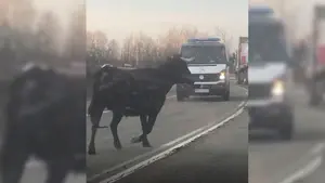 Una vaca brava siembra el pánico en la carretera entre Tudela y Arguedas embistiendo a varios coches