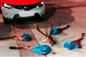 Pillan a dos jóvenes llevando en Huarte un ciervo que habían descuartizado a golpe de hacha y cuchillo