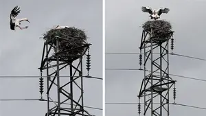 Cigüeñas 'eléctricas': una pareja de esta especie anida en lo alto de un tendido eléctrico en Pamplona