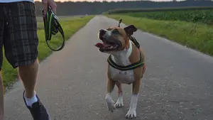 Un pitbull que iba sin correa muerde a un bebé de 19 meses y su dueño se da a la fuga