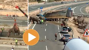 Mastodóntico vuelco en la autovía: un camión que transportaba elefantes se estrella en Albacete