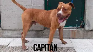 Una a una: las mascotas que esperan un nuevo dueño en la protectora de animales de Pamplona