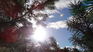 ¡Árbol va!: Un pino gigantesco cae y corta la comunicación entre Caparroso y Castejón