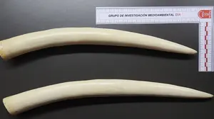 Comercio ilegal en Pamplona: la Polic&iacute;a Foral incauta dos colmillos de elefante en un espacio de antig&uuml;edades