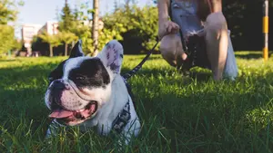 ¡Que no se te pase!: se acerca a Pamplona la campaña obligatoria de vacunas e identificación canina
