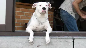 Ladridos de madrugada: denunciada en Tudela por las graves molestias que causa su perro