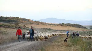 Una tradición que perdura: los rebaños transhumantes de las Bardenas Reales ponen rumbo al Pirineo