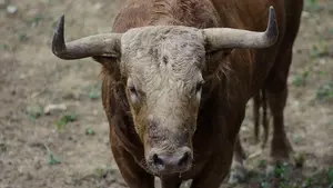 Una corrida imponente: Fuente Ymbro luce trapío y presencia en su llegada a los corrales de Pamplona