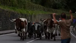 El encierrillo en fotos: los astados de Cebada Gago suben a Santo Domingo a descansar antes de su gran día