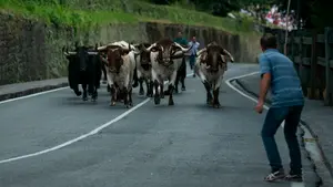 No te pierdas 'el encierrillo': Pamplona sorteará 2.800 pases la próxima semana para asistir al traslado de los toros