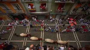 Los cabestros de la discordia para San Fermín: polémica en las redes por los bueyes de los encierros