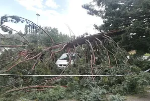 Seis personas heridas en Pamplona, dos graves, tras caer un árbol en el campus de la Universidad de Navarra