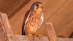 Una tierna historia: un vecino de Pamplona entrega a la policía un cernícalo que no podía volar