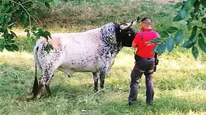 Los peligros de creer en los bulos de internet: de toro suelto a toro disecado en Carcastillo