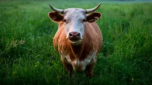 Un efecto mariposa mortal: muere un joven al ser aplastado por una vaca contra una estaca