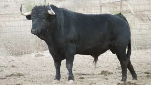 En estado muy grave un vecino de Castejón tras ser corneado por un toro bravo en una finca riojana