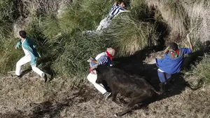 ¡Menudo final de fiesta! Las imágenes del último encierro del Pilón, con vacas escapadas por el monte