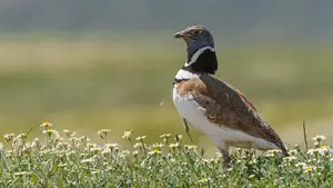 El ave que 'vuelve': una campaña permite que se establezcan cuatro hembras de una especie navarra en extinción