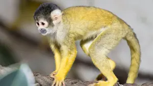 Se cuela en un zoo para robar un mono para su novia y los simios le dan una monumental paliza