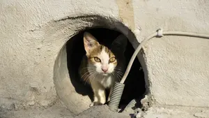 La Policía Nacional salva a un cachorro de gato abandonado en un contenedor de basura de Pamplona