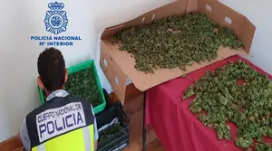 Detiene en Tierra Estella a un hombre que tenía en su casa más de 53 kilos de marihuana