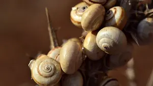 Caracoles a gran velocidad: detenido por transportar 230 gramos de speed en una bolsa de caracoles