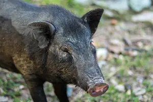 Pillado: el vídeo del brutal maltrato a un jabalí por el que un hombre deberá pagar 1.201 € de multa