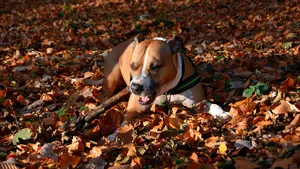 Denuncian al dueño de un perro en Tudela por no hacerse cargo del animal y abandonarlo en una rotonda