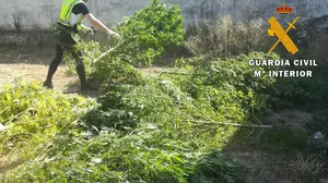 Tenía 40 kilos de marihuana en su casa: detenido un vecino de Caparroso por tráfico de drogas