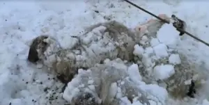 El lado más cruel del temporal: 250 ovejas quedan sepultadas bajo la nieve en un monte y 20 fallecen