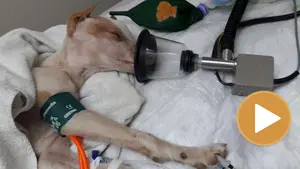 Encuentran un perro apaleado y en estado crítico en un contenedor de basura de Puente la Reina