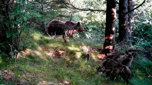Una polémica perpetua: ganaderos y ecologistas se enfrentan en Navarra por la vuelta del oso a los Pirineos
