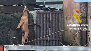 Detenida una mujer por ahorcar a uno de sus perros en el patio interior de una finca 
