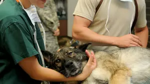 Los más de 40 veterinarios públicos que trabajan en mataderos navarros mejorarán sus horarios laborales