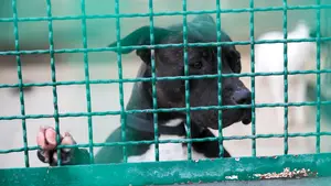 Dieciséis perros y ocho gatos buscan una familia que les adopte y les cuide en Pamplona