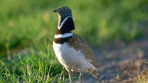 Denuncian que la construcción de la autovía Tudela-Madrid "amenaza críticamente la población de sisón" en Navarra 