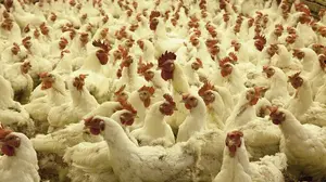Investigan un brote de gastroenteritis en La Rioja cuyo origen podr&iacute;a estar en una granja navarra de gallinas