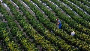 Más pequeños, pero con el mismo sabor: así afectó una fuerte tormenta de pedrisco a estas 'joyas' navarras