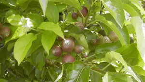 Un proyecto de participación navarra identifica y selecciona variedades autóctonas del manzano