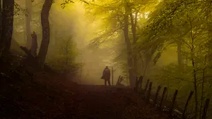 Un peregrino en el bosque de Roncesvalles, la foto ganadora del concurso &lsquo;Los colores del Camino&rsquo; que otorga Correos
