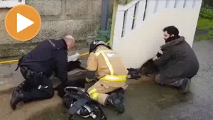 Reaniman a seis gatos intoxicados en un incendio mediante masaje cardíaco y mascarilla de oxígeno