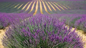 Presentan una jornada dedicada para agricultores y cooperativas sobre los cultivos no alimentarios