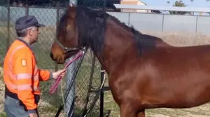 Conduce drogado a recoger de la Policía Foral un caballo que había estado andado suelto por la N-121-C