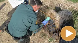 Investigan un criadero ilegal de perros, con cinco animales muertos y otros siete en condiciones deplorables