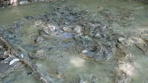 Denuncian el vertido de aguas residuales en el río Alhama a su paso por Corella "convirtiéndolo en una cloaca"