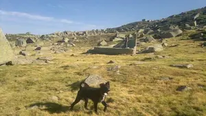 El crimen del perro Chico: 15 meses de cárcel para el hombre que lo mató con una escopeta y le cortó el cuello