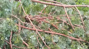 Muere cerca de Navarra tras caerle una una rama en la cabeza mientras podaba