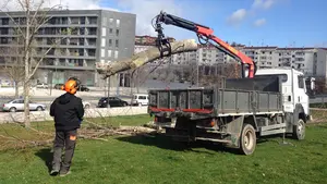 Denuncian las órdenes de Asirón para ordenar la tala de nuevos árboles en un barrio de Pamplona